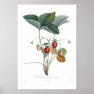 Aardbei Poster