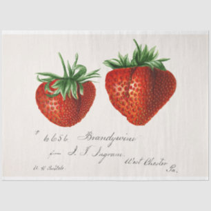  aardbei tissuepapier