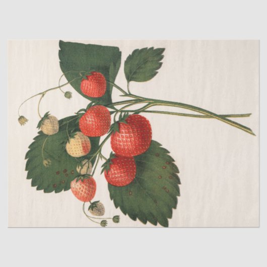  aardbei tissuepapier (Voorkant)