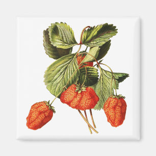 Aardbei Vintage vruchten Magneet