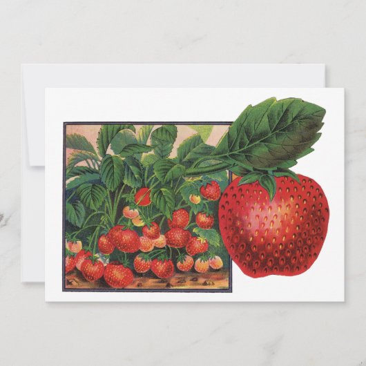 aardbeien, aardbeibessen op een Boerderij (Voorkant)