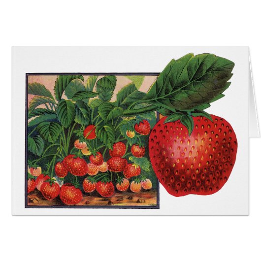 aardbeien, aardbeibessen op een Boerderij (Voorkant Horizontaal)