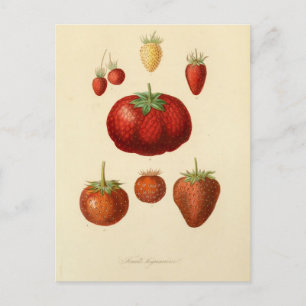 Aardbeien Botanisch  Briefkaart