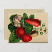 aardbeien Botanische schets Briefkaart (Voorkant / Achterkant)