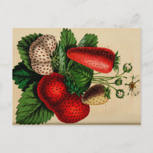 aardbeien Botanische schets Briefkaart