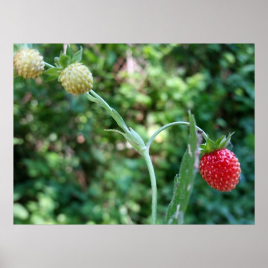 Aardbeien in juni poster (Voorkant)
