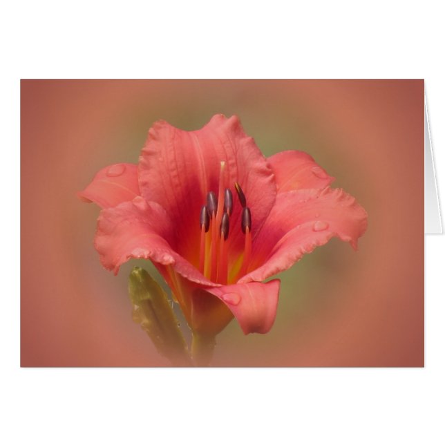 Aardbeien Petals (Voorkant Horizontaal)