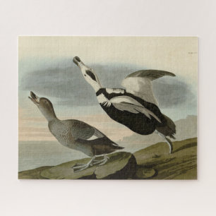 Aardbeien van Amerika (Labrador Duck) Legpuzzel