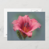 Aardbeienblauw - Daylily Briefkaart (Voorkant / Achterkant)
