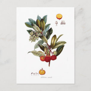 Aardbeienboom (Arbutus unedo) Briefkaart