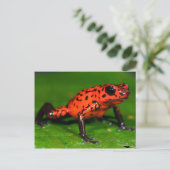 Aardbeienkikker Briefkaart (Staand voorkant)