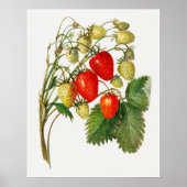 aardbeientak poster (Voorkant)