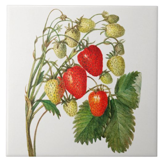  aardbeientak tegeltje (Voorkant)