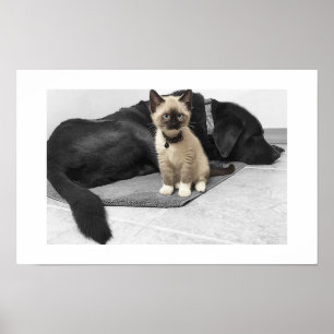 Aardige blauwe-ogige wachtkat poster