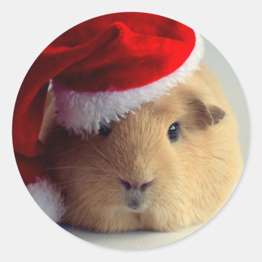 Aardige cavia in kerstmuts ronde sticker (Voorkant)