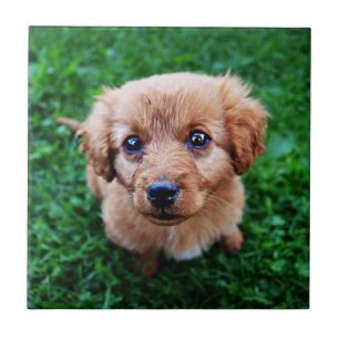 Aardige foto van een puppy tegeltje