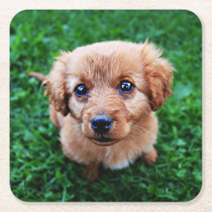 Aardige foto van een puppy vierkante kartonnen onderzetter