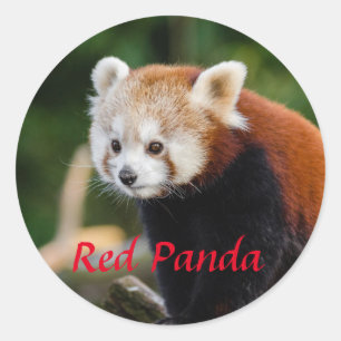 Aardige foto van een rode panda ronde sticker