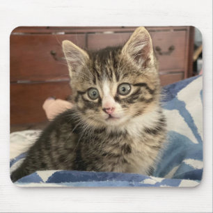Aardige Kitten Foto, of Upload die van Jou Muismat