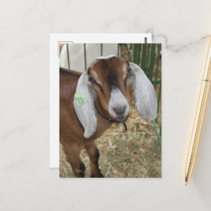 Aardige Nubische geit op de County Fair Briefkaart