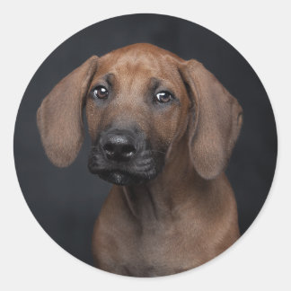 Aardige Rhodesian Ridgeback Puppy Portret Hond Ph Ronde Sticker
