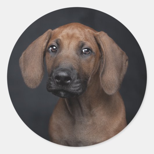Aardige Rhodesian Ridgeback Puppy Portret Hond Ph Ronde Sticker (Voorkant)