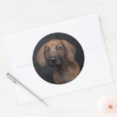 Aardige Rhodesian Ridgeback Puppy Portret Hond Ph Ronde Sticker (Envelop)