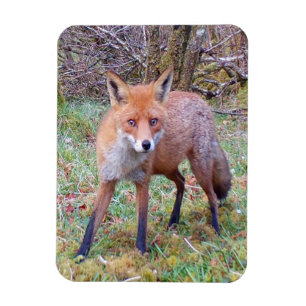 Aardige Rode Vos Portret Natuur Wilde Dieren Kunst Magneet