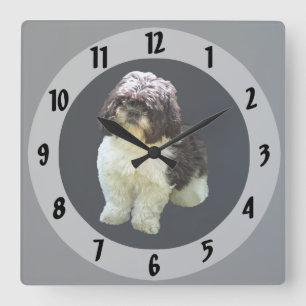 Aardige Shih Tzu Puppy Vierkante Klok