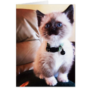 Aardige Siamese Kitten Foto Leeg Binnen