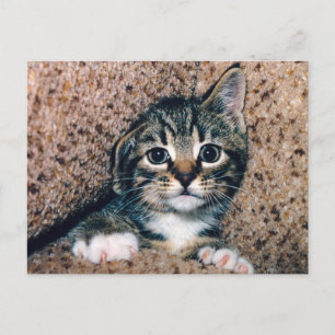 Aardige tabby kat met grote ogen die naar buiten g briefkaart