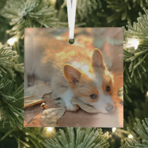 Aardigste baby dieren Verlegen Corgi Glas Ornament