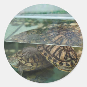 Aardkleurige Groene Schildpad Reflectie Sticker