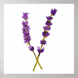 Aardlavendelposter Poster