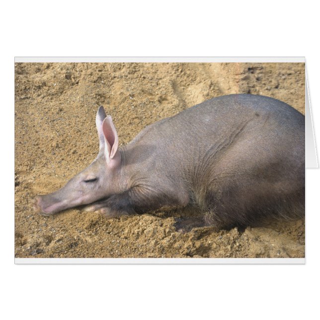 Aardvark (Devant horizontal)