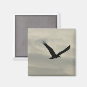 Aasgier. Magneet (Voorkant / Achterkant)