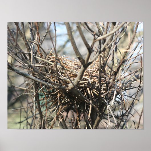 Abandoned Bird Nest Poster (Voorkant)