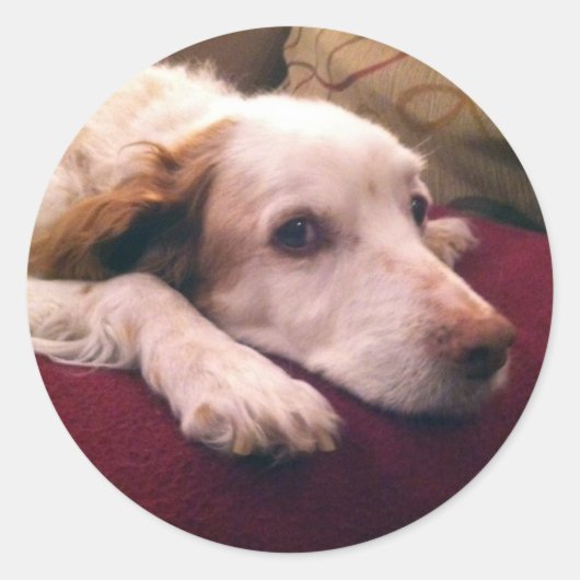 Abby Brittany Spaniel Ronde Sticker (Voorkant)
