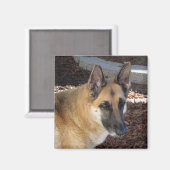 Abby German Shepherd Magnet (Recto/Verso)