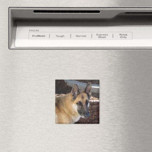 Abby German Shepherd Magnet (In Situ (Lave-vaisselle))
