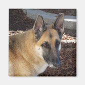 Abby German Shepherd Magnet Magneet (Voorkant)