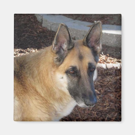 Abby German Shepherd Magnet Magneet (Voorkant)
