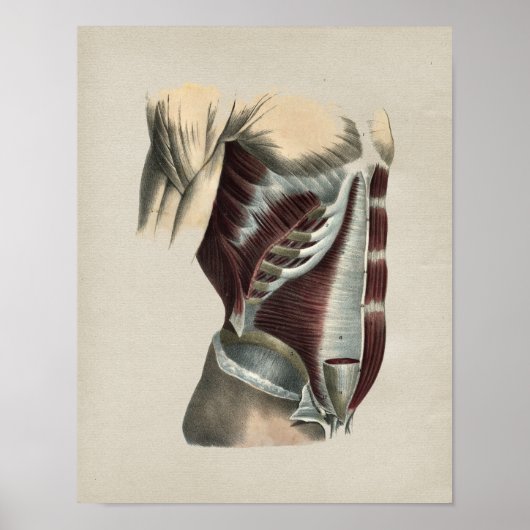 Abdomen Muscles Humaan Anatomie Afdrukken Poster (Voorkant)
