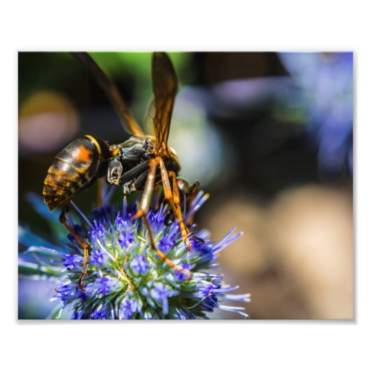 Abee Aware 10" x 8", Kodak Pro Photo Paper (Satin) (Devant)