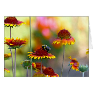 Abee sur Gaillardia