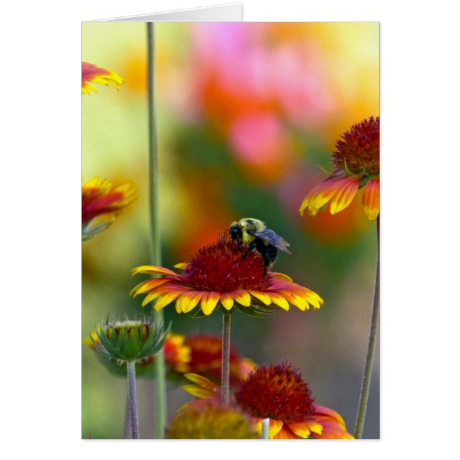 Abee sur Gaillardia (Devant)