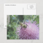 Abeille à bourdon sur une carte postale de chardon (Devant / Derrière)