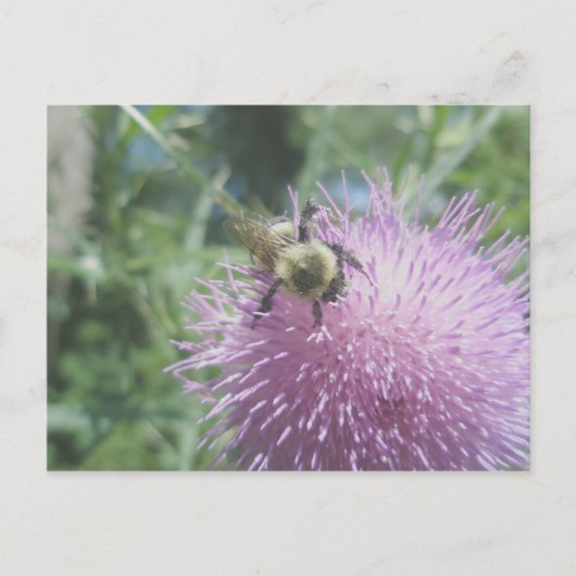 Abeille à bourdon sur une carte postale de chardon (Devant)