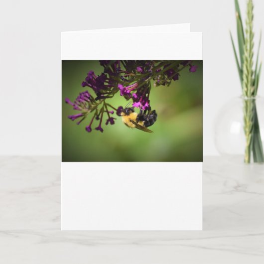 Abeille, carte (Devant)