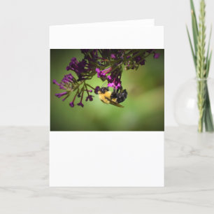 Abeille, carte